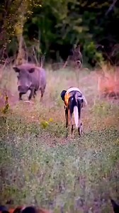 pack of wild dogs hunt a warthog! 🐕🐗 #WildDogHunt #WarthogChase #NatureInAction #SavannahPredators #SurvivalInstincts | Bolivia Gastronomica Sucre