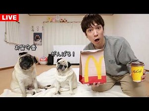 🔴マクドナルド新メニュー発売開始！！買ってくるのでお留守番LIVE