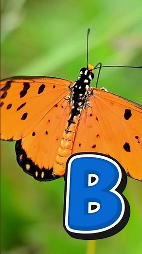 Learn Letter B Song for Kids🎶 Preschool Phonics Fun #alphabet #shorts