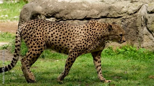 Cheetah walking in the wild animal park wildlife nature conservation