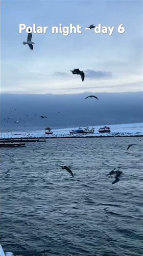 26 NovemberThe sixth day of the polar night. Original sound of wind and birds