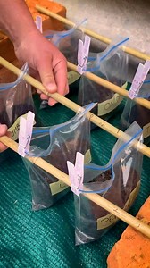 29K views · 121 reactions | Ziploc bag sowing trick | Pixel Pop | Facebook