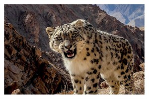 Snow Leopard Roars At Photographer's DSLR, Stunning Pic Mesmerises The Internet | Viral Image