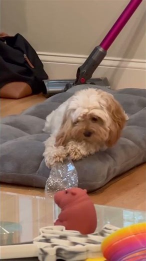 🐕What is funner than water bottle? My ear. 水瓶好玩，耳朵更好玩！ #puppy #ear #waterbottle