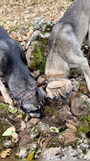 #baravannzari #foryou #foryoupage #fypシ #عرب #tiktok #كوردستان #dog #حيوانات #كوردستان_العراق_اربيل_دهوك_زاخۆ #kurd #ماشاءالله #ماشاءالله_تبارك_الله #فلكلور #حيوانات_اليفه#حسب_الطلب #عمان🇴🇲