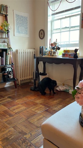 Black Cat stands and walks on two feet || ViralHog
