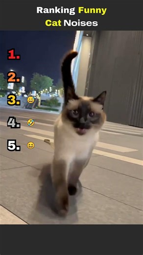Top 5 Funniest Cat Noises Ever 🐱😂 #shorts