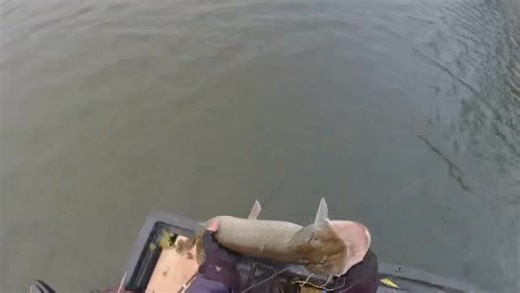 Deviator tail je idealan za ovaj period...krasna riba sa Šrd Sloga Orešje by @Marko Petrak👌 | Savage Gear Croatia