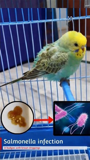 🟤 Droppings in Birds? Salmonella Warning You Need to Know!#SalmonellaInBirds#BirdHealth#BudgieCare