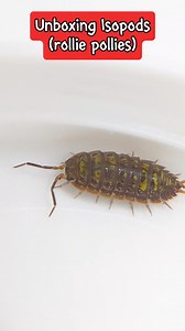 Why are isopods so ridiculously cute?!! Isorare pods #isopods #isopodsoftiktok #animals #rolliepollies | Jackie Rice