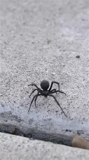 Did You Know Female Black Widows Are More Venomous Than Males?#shorts