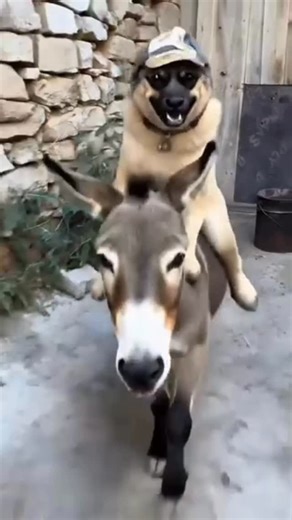 Uğur Çağlar on Instagram: "Eşşaa yiyen Zalo 😂"