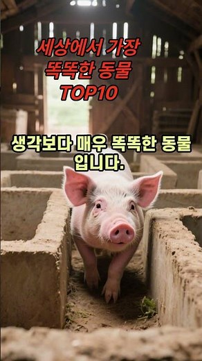 제목 : 세상에서 가장 똑똑한 동물 TOP10 #공감 #감동 #재미 #정보 #상식