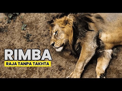 African Lions: Tough Hunters in the Terrifying Animal World!