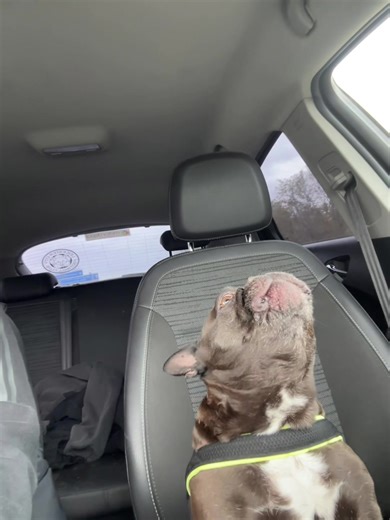 At least one of us can sing x #frenchie #frenchbulldog #dogsinging @Jess Glynne