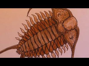 How to Draw a Trilobite - Danny the Dinosaur Drawer