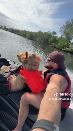 Golden Doodle's Epic Jet Ski Adventure