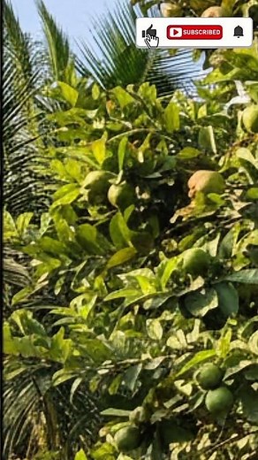 شجرة الجوافة: بتنمو بسرعة مذهلة 🍃 وفوايدها أكبر مما تتخيل!