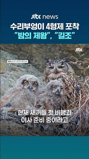 첫 비행 앞둔 수리부엉이 4형제…울주군 암벽에서 발견됐다 #JTBC #Shorts