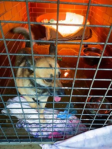 2.2K views · 718 reactions |  WILD WEATHER EMERGENCY APPEAL  Over...