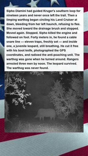 Dying Warthog Leads Safari Guide to Poachers Snare