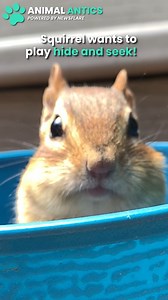 Aww this cute squirrel wanted to play hide and seek but he's TOO FAST! 😍 | Animal Antics