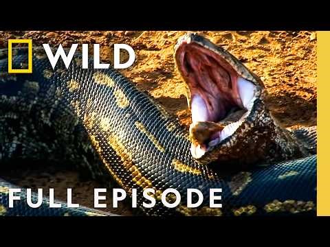 Who are the Monster Snakes? (Full Episode) | Monster Snakes | Nat Geo Animals