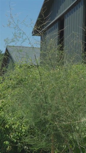 Experiment with edible landscaping this season! Follow along as Flock Finger Lakes blends herbs and veggies into gardens (not just raised beds) made vibrant with the help of Espoma Organic. Watch the full video: https://heyor.ca/iFB6mF | Espoma Organic