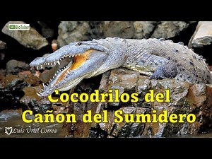 Cocodrilos y Crías en el Cañon del Sumidero, Chiapas, México "Crocodylus acutus" 🐊