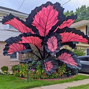 100 Caladium Seeds for Balcony, Patio & Garden Planting – Colorful Foliage, Shade-loving Ornamental Plant - Etsy