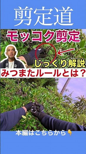 What are the Mitsumata rules for pruning Japanese mokkoku? #Garden tree care #Pruning methods #Ga...