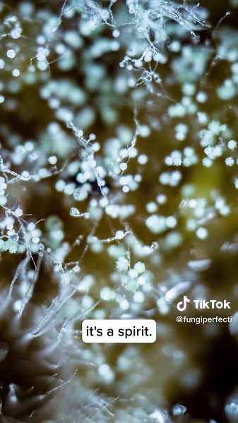 The mycelial networks found in nature are a force for good, supporting the ecosystems in which they thrive. We, too, can be a force for good. Following the example set by nature, we can help spread the spirit of goodness in our own communities. #mycelium #mycelialnetwork #community #nature #paulstamets #spiritofgoodness