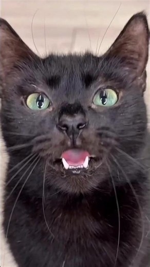 The kind Cat 😺💞#shortsfeed #shorts #fyp #funny #comedy #cat #shortsviral #trending #foryou #funnycat