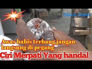 CIRI MERPATI YANG BAGUS & CARA PERLAKUAN SETELAH TERBANG