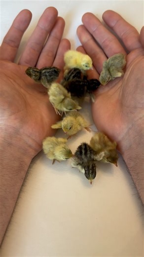 Bernard Henry on Instagram: "Which is your favorite color chick?? Although buttons lay a colorful range blue/green egg shades, the color of the shell doesn’t mean the chicks will hatch to be a certain color. It’s always such a fun surprise for me to see what color chicks I’ll hatch out 🙌🏻. My favorite are the ones with the little chipmunk stripes down their back 😂💙 - - - #babyanimals #cuteanimals #cutenessoverload #cute #cutenesss #babyanimal #foryoupage #"