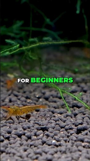 EASY Caridina Shrimp??? | Tangerine Tiger Shrimp