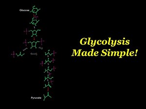 Glycolysis Pathway (EVERYTHING YOU NEED TO KNOW BY MCAT 99th% SCORER)