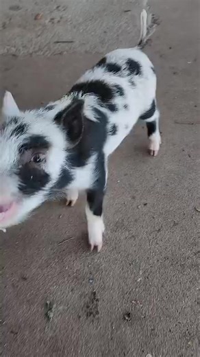 Wild Boar Hunters (@wildboarhunters12)’s videos with original sound - Wild Boar Hunters