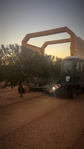 Almonds harvesting machine #almond #harvest #fyp