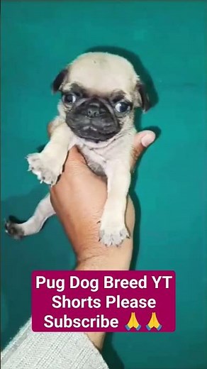 How to Train Your Pug: Tips and Tricks YouTube Shorts #shorts #trending #viral #doglover #dog #pug