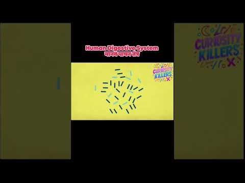 Human Digestive System | The Journey of Food ​#HumanDigestion​ #DigestiveSystem​ #Science​ #Anatomy