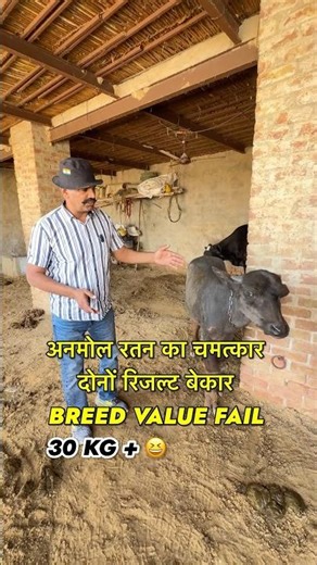 दोनों रिजल्ट बेकार 🤡अनमोल रतन का चमत्कार | 30 KG + BREED VALUE FAIL