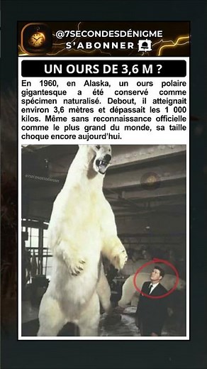 Cet Ours Polaire de 3,6 Mètres en Alaska Semble Irréel