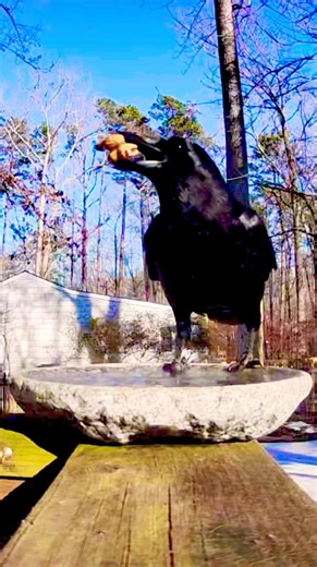 Making New Friends with the Crows! #fun #birds #nature