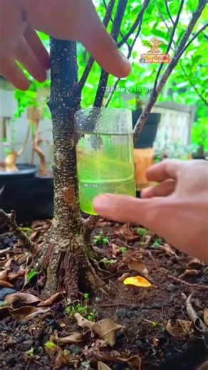 Plants cultivation 🌳🌳 #airlayering #bonsaitree #garden