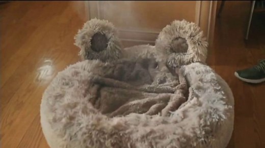 Clorox Disinfecting Mist TV Spot, 'What the Dog Dragged In'