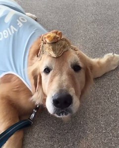 Just a dog balancing two lizards on his head 😂😂 | UNILAD