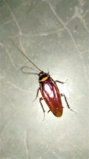 Killing cockroaches is not considered harm #cockroachkilling #cockroachfacts