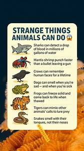 251K views · 266 reactions | Strange Things Animals Can Do 勞 (You Won’t Believe #3!) #AnimalFacts #WeirdAnimals #CrazyNature #MindBlowingFacts #AnimalSuperpowers #WildlifeScience | Gravetics | Facebook