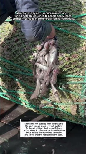 Lifting Fishing Net from Sea to Boat